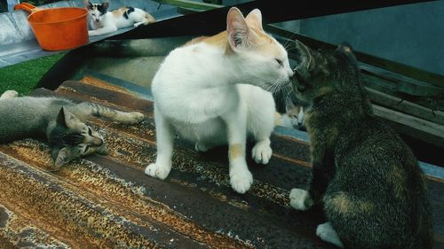 High angle view of cats sitting