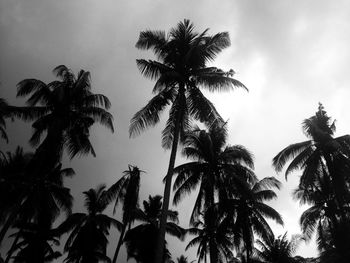 Low angle view of palm trees against sky