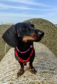 Dog looking away on field