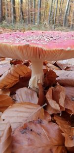 Close-up of mushroom growing on land