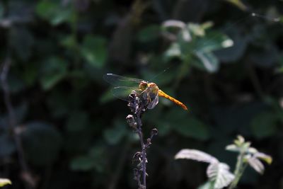 Close-up of dragonfly on plant