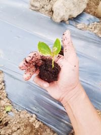 Close-up of hand holding leaf