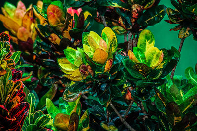 High angle view of berries on plant