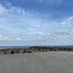 Flock of birds flying over beach