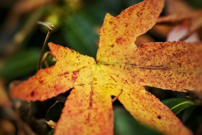 Close-up of leaves