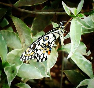 Butterfly on leaf