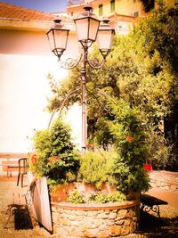 Street light and tree by building