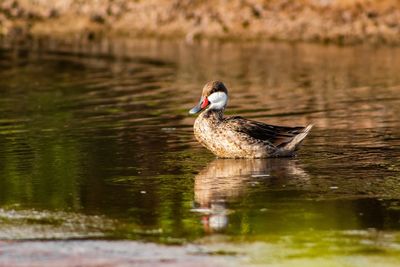 Duck swimming in a lake