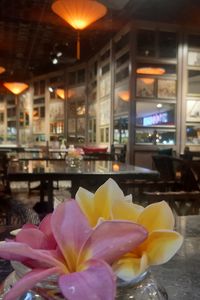 Close-up of potted plant on table in restaurant