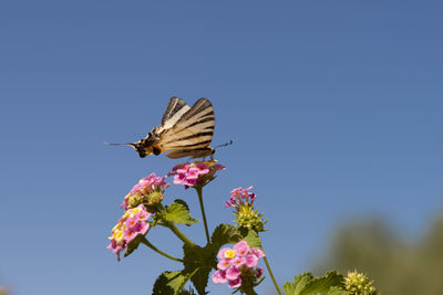 Butterfly pollinating on purple flower