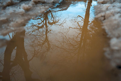 Close-up of bare tree in lake