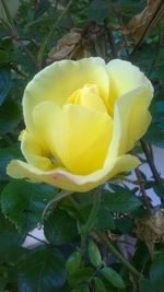 Close-up of yellow flower