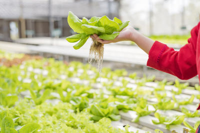 Vegetable owners inspecting vegetables in greenhouse farms. small food production business ideas