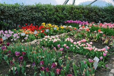 Pink flowers blooming in field