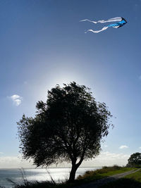 Low angle view of tree against sky