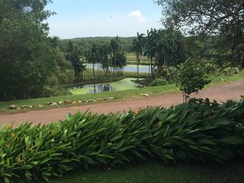 Trees growing in a park