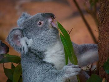 Close-up of a squirrel on tree