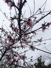 Low angle view of cherry blossom tree