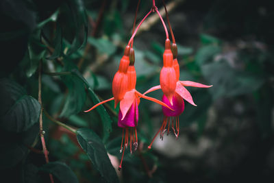 Close-up of red flowering plant