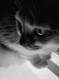 Close-up portrait of cat