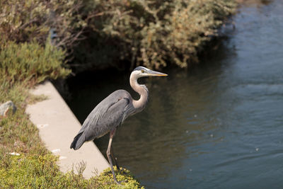 Side view of great blue heron by lake