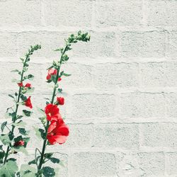 Close-up of poppy blooming outdoors