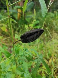 Close-up of butterfly on grass