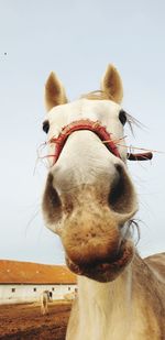 Close-up of horse