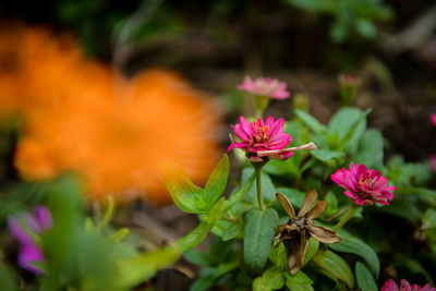 Close-up of pink flowering plant