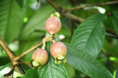 Close-up of fruits growing on tree