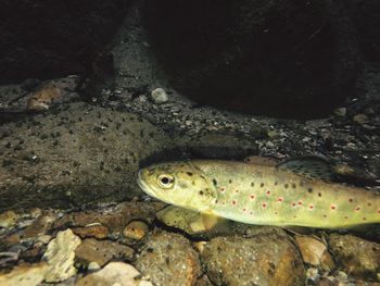 Fish swimming in sea