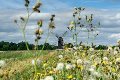 Flowering plants on field against sky