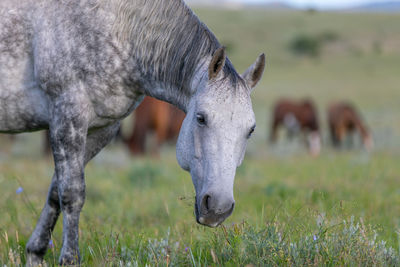 View of a horse grazing on field