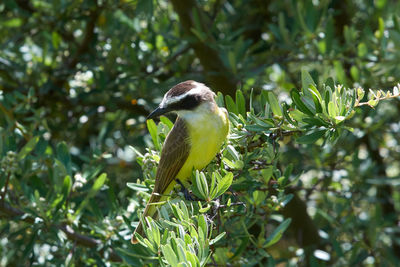 Bird perching on a branch