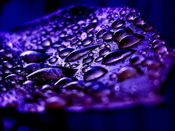 Close-up of water drops on purple flower