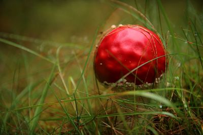 Close-up of fly agaric mushroom on field