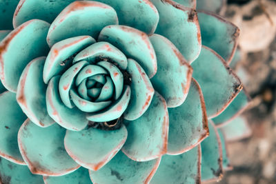 Close-up of succulent plant