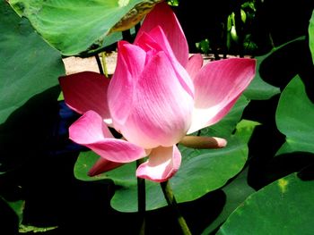 Close-up of pink lotus water lily
