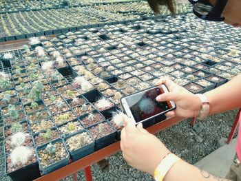 Cropped image of woman photographing cactus plants through smart phone