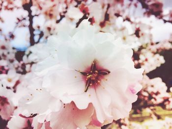 Close-up of pink flowers