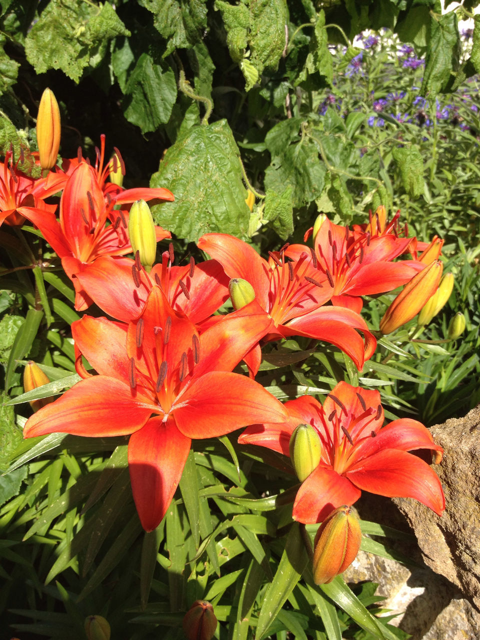 flower, petal, freshness, fragility, flower head, growth, beauty in nature, blooming, plant, red, leaf, nature, high angle view, close-up, orange color, in bloom, pollen, green color, day, park - man made space