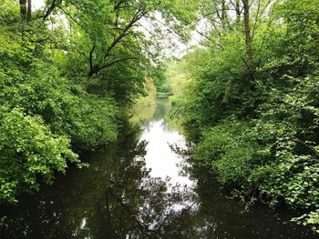 Reflection of trees in water