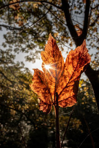 Close-up of dry maple leaves on tree