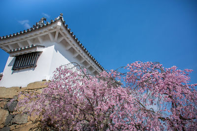 Low angle view of pink cherry blossoms against building