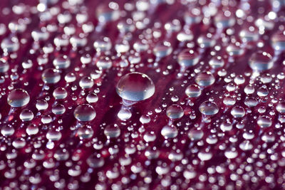 Close-up of water drops on pink flowers