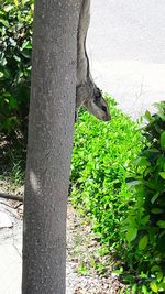 Close-up of lizard on tree trunk