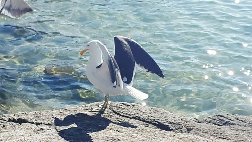 High angle view of seagull on beach