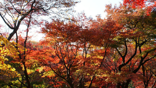 Low angle view of autumn trees