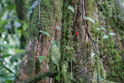 View of a bird on tree trunk