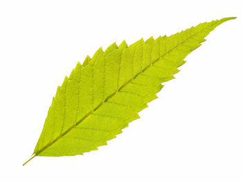 Close-up of leaf against white background